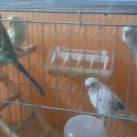 ۳جفت مرغ عشق|پرنده|لوندویل, |دیوار