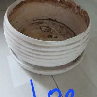 گلدان|گل و گیاه طبیعی|تهران, شهرک ولیعصر شمالی|دیوار