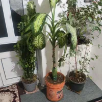 گل خانگی تمیز