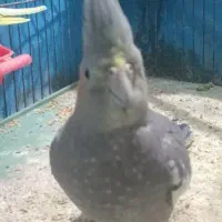 عروس هلندی ماده|پرنده|رشت, آب آسیاب|دیوار