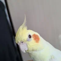 عروس هلندی|پرنده|شیروان (خراسان), |دیوار