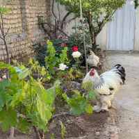 تخم مرغ نطفه دار با بهترین تغذیه و مکمل ها