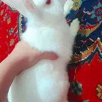 خرگوش