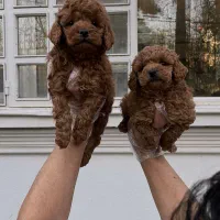 توی و تاینی پودل|سگ|تهران, زعفرانیه|دیوار