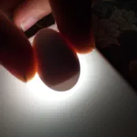 تخم عروس هلندی نطفه دار