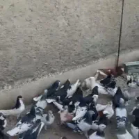 کبوتر هوا میکنم جلو مشتری|پرنده|شیراز, لاله|دیوار