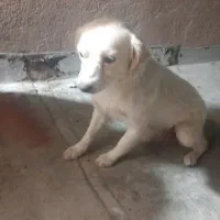 سگگ