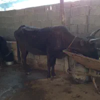 دو عدد گاو با دو عدد گوساله