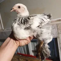 جوجه ۵۵ برهما