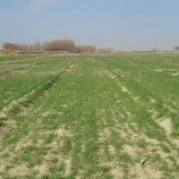 فروش زمین  و یا معاوضه با طلا
