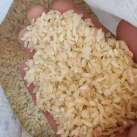 برنج کامفیروزی درجه یک