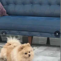 فروش سگ|سگ|رشت, دیلمان|دیوار