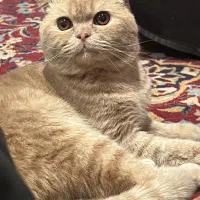 گربه اسکاتیش جهت جفت یابی