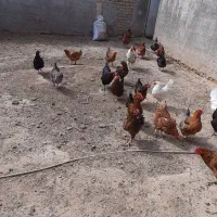 تعدادی مرغ تخمی جوان فروشی