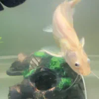 ماهی ردتیل|ماهی|کرمان, |دیوار