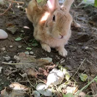 خرگوش نر بالغ خوش رنگ