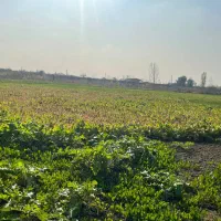 فروش چغندر|خوردنی و آشامیدنی|سرخرود, |دیوار