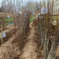 تخفیف ویژه نهال های پیوندی و اصلاح شده