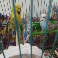 مرغ عشق