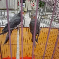 باسلام دو عدد نرو ماده مرغ عشق عروس هلندی