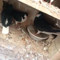 کبوتر|پرنده|قزوین, |دیوار