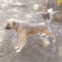 سگ پاکستانی|سگ|الشتر, |دیوار