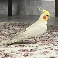 فروش دو جفت عروس هلندی زیبا