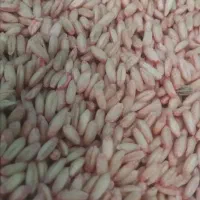500 کیلو گندم تمیز دیم براتوخم