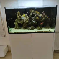 ماهی و آکواریوم آب شور