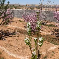زمین باغ