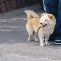 واگذاری سگ اشپیدز خانگی