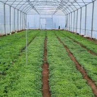 فروش سازه گلخانه با پلاستیک