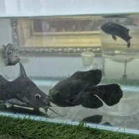 ماهی گوشت خار