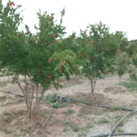 باغچه|فروش خانه و ویلا|جوادآباد, |دیوار