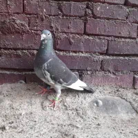 پلاکی|پرنده|اهواز, ملاشیه|دیوار