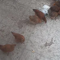 مرغ تخمگذار