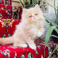 نژاد خوب|گربه|شهرکرد, |دیوار