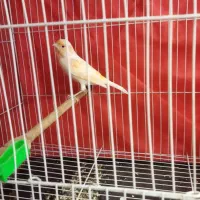 قناری نر|پرنده|مشهد, کشف|دیوار