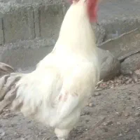 خروس پاپر سفید اصل جوان سنگین یک ساله