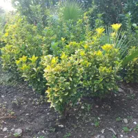 شمشاد طلایی زمینی|گل و گیاه طبیعی|رودسر, |دیوار