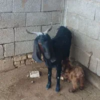 بندرماهشهر جراحی روستای گرگر