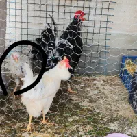 مرغ گلین