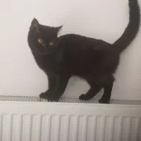 بچه گربه بریتیش