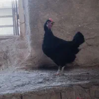 مرغ محلی و نیمچه5ماهه