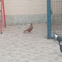 کفتر
