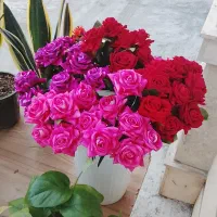 فروش گلها ودسته گل برای روز مادر با قیمت مناسب|گل و گیاه طبیعی|فاضل آباد, |دیوار