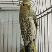 عروس هلندی|پرنده|محمدشهر, محمدشهر|دیوار