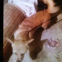 سگ پاکوتاه،نژادپامرین|سگ|محمدیه-قزوین, |دیوار