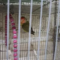 فروش کوتوله برزیلی وجوجه ومرغ عشق|پرنده|خمینی‌شهر, |دیوار