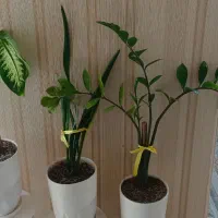 فروش گل و استند ۱۸ عدد گل با گلدان|گل و گیاه طبیعی|اسلامشهر, شهرک سعیدیه|دیوار